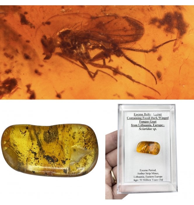 Insects in Amber | Fossils UK