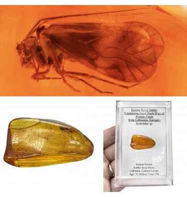 Eocene Baltic Amber Containing Fossil Dark Winged Fungus Gnats from Lithuania, Europe (SKU OF4487):- Sciaridae sp.