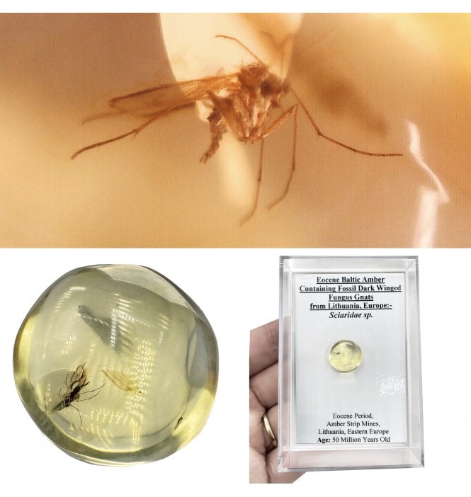 Eocene Baltic Amber Containing Fossil Dark Winged Fungus Gnats from Lithuania, Europe (SKU OF4499):- Sciaridae sp.