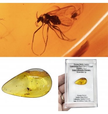 Eocene Baltic Amber Containing Fossil Dark Winged Fungus Gnats from Lithuania, Europe (SKU OF4506):- Sciaridae sp.