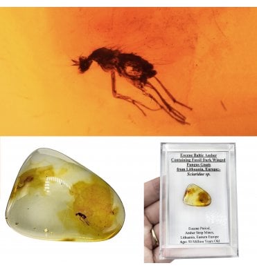 Eocene Baltic Amber Containing Fossil Dark Winged Fungus Gnats from Lithuania, Europe (SKU OF4507):- Sciaridae sp.