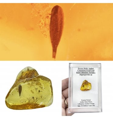 Eocene Baltic Amber Containing Fossil Leaf from Lithuania, Europe (SKU OF4486):- Angiosperma sp.