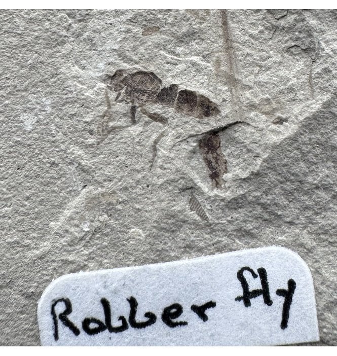 Eocene Fossil Assassin (Robber) Fly from the Green River Formation, Utah, USA (SKU V4178):- Asilidae sp.