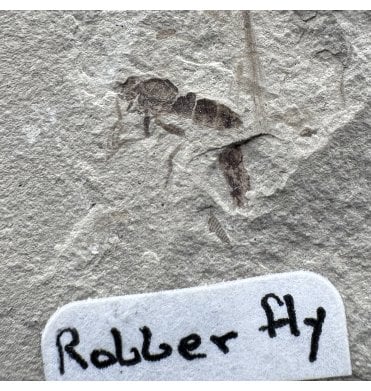 Eocene Fossil Assassin (Robber) Fly from the Green River Formation, Utah, USA (SKU V4178):- Asilidae sp.
