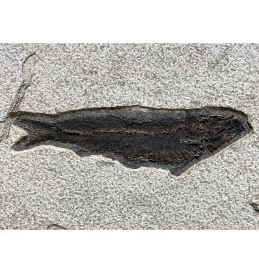 Eocene Fossil Fish from Wyoming, USA (SKU V4195):- Knightia alta
