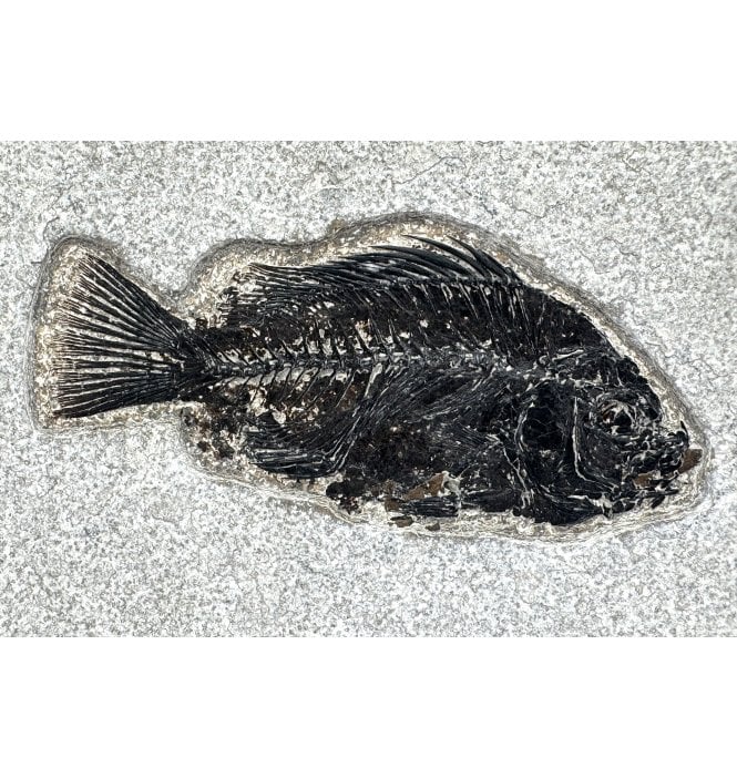 Eocene Fossil Fish from Wyoming, USA (SKU V5992):- Cockerellites (Priscacara) liops