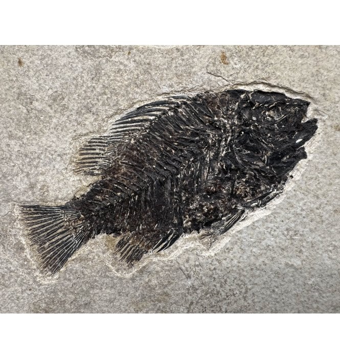 Eocene Fossil Fish from Wyoming, USA (SKU V6096):- Cockerellites (Priscacara) liops