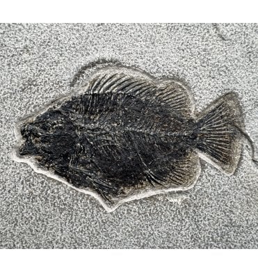 Eocene Fossil Fish from Wyoming, USA (SKU V6436):- Cockerellites (Priscacara) liops