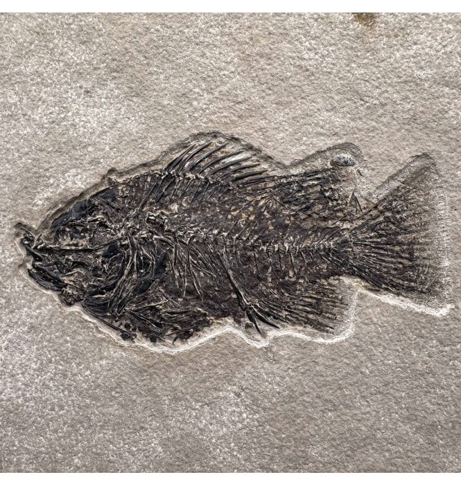 Eocene Fossil Fish from Wyoming, USA (SKU V7331):- Cockerellites (Priscacara) liops