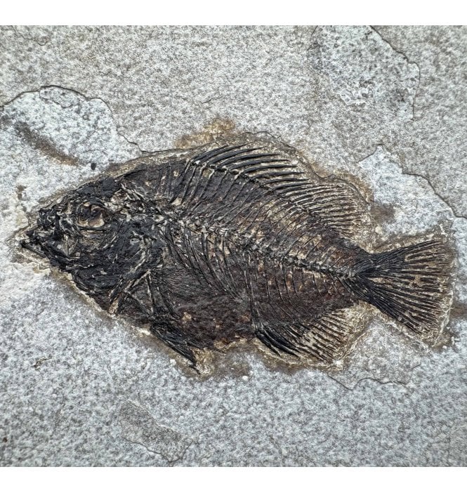 Cocker Fish Fossils-UK.com | Eocene Fossil Fish from Wyoming, USA:- Cockerellites ...