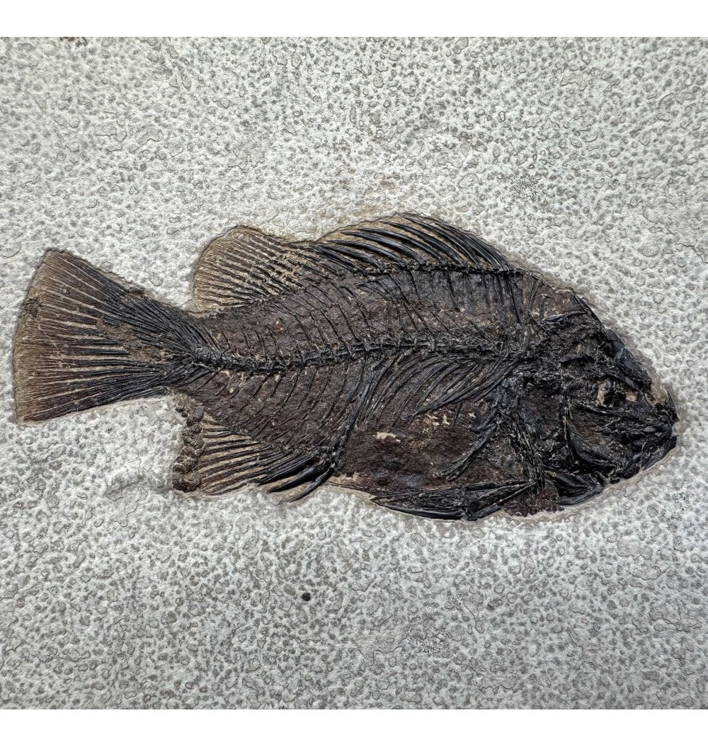 Fossils-UK.com | Eocene Fossil Fish from Wyoming, USA:- Cockerellites ...