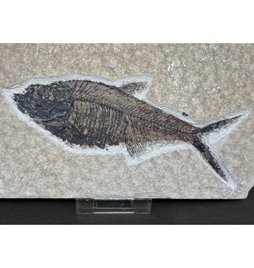 Eocene Fossil Fish from Wyoming, USA (SKU V9055):- Diplomystus denatus