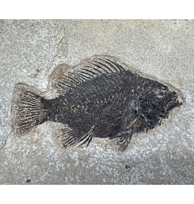 Eocene Fossil Fish from Wyoming, USA (SKU V9056):- Cockerellites (Priscacara) liops