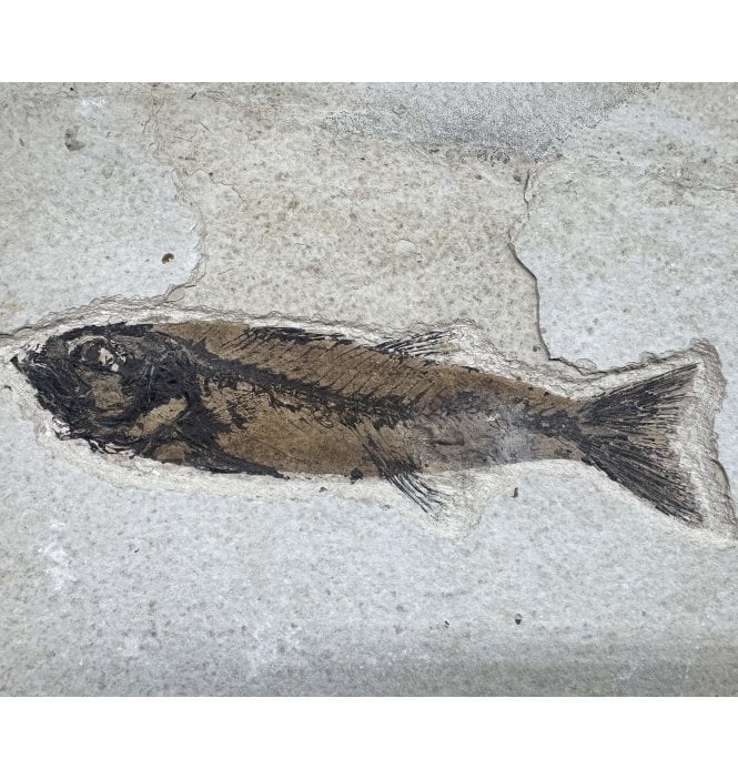 Eocene Fossil Fish from Wyoming, USA (SKU V9058):- Mioplosus labracoides