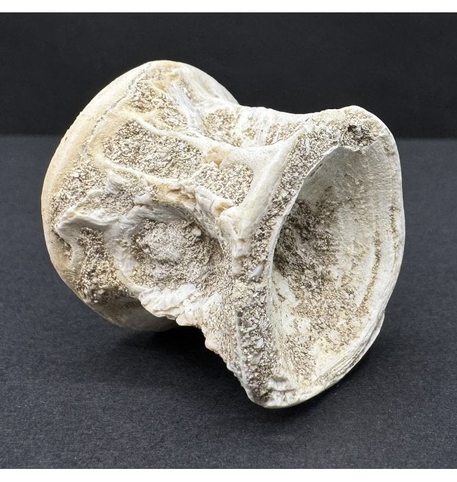 Eocene Fossil Fish Vertebra from Morocco (SKU V8139)