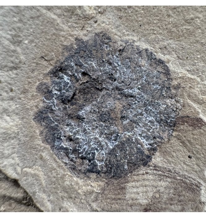 Eocene Fossil Hackberry Fruit from the Green River Formation, Utah, USA (SKU OF4416)
