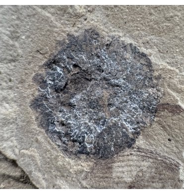 Eocene Fossil Hackberry Fruit from the Green River Formation, Utah, USA (SKU OF4416)
