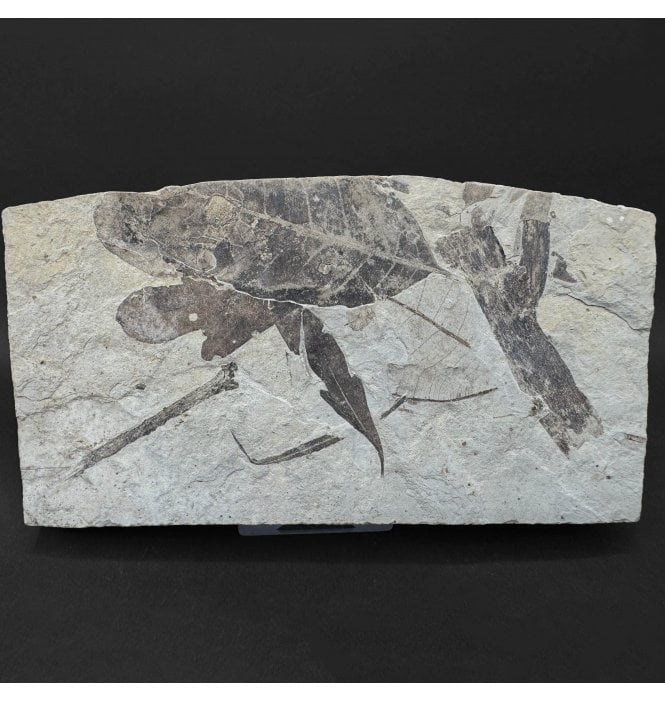 Eocene Fossil Leaf Cluster from the Green River Formation, Utah, USA (SKU OF4468):- Cardiospermum coloradensis and Gymnocladus hesperia