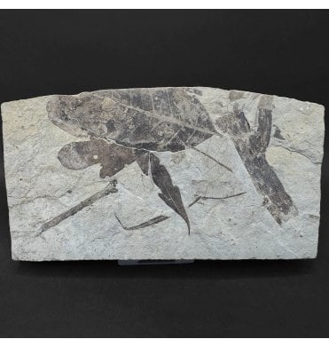 Eocene Fossil Leaf Cluster from the Green River Formation, Utah, USA (SKU OF4468):- Cardiospermum coloradensis and Gymnocladus hesperia
