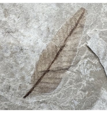 Eocene Fossil Leaf from the Green River Formation, Utah, USA (SKU OF4413):- Carya (Hickory)