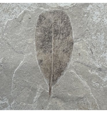 Eocene Fossil Leaf from the Green River Formation, Utah, USA (SKU OF4415):- Leguminosites lesquereuxiana