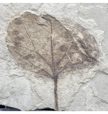 Eocene Fossil Leaf from the Green River Formation, Utah, USA (SKU OF4436):- Populus wilmattae