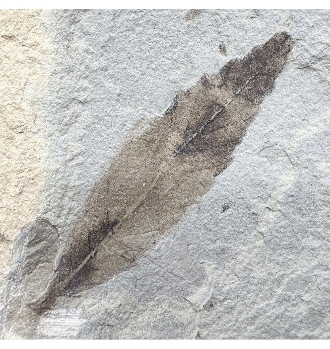 Eocene Fossil Leaf from the Green River Formation, Utah, USA (SKU OF4450):- Cedrelospermum nervosum