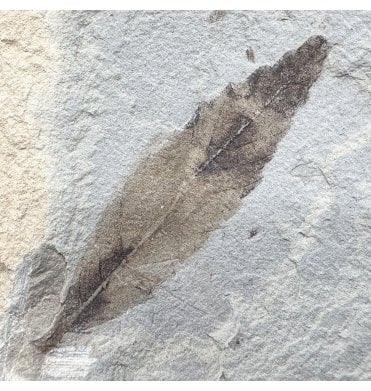 Eocene Fossil Leaf from the Green River Formation, Utah, USA (SKU OF4450):- Cedrelospermum nervosum