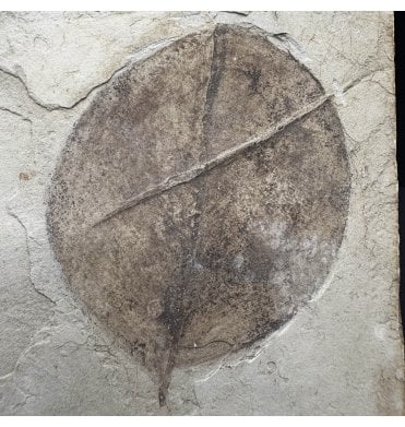 Eocene Fossil Leaf (Snowberry) from the Green River Formation, Utah, USA (SKU OF3856):- Symphoricarpes sp.