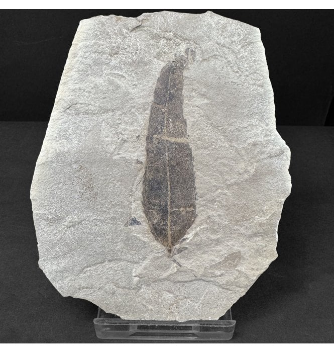 Eocene Fossil Popular Leaf from the Green River Formation, Utah, USA (SKU OF4412):- Populus tidwellii
