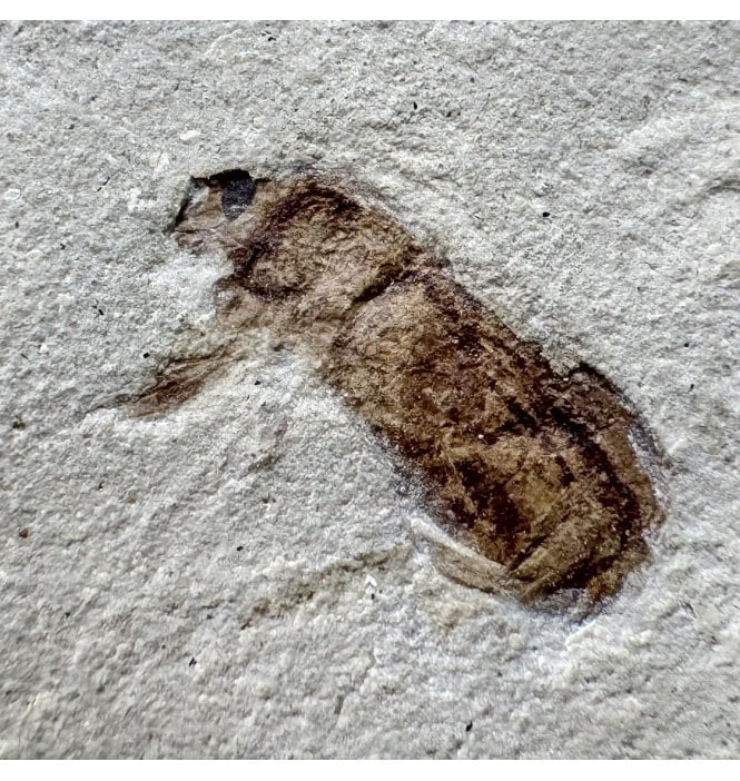 Eocene Fossil Snout Beetle (Curcullionidae) from the Green River Formation, Utah, USA (SKU V4446):- Curcullionidae sp.