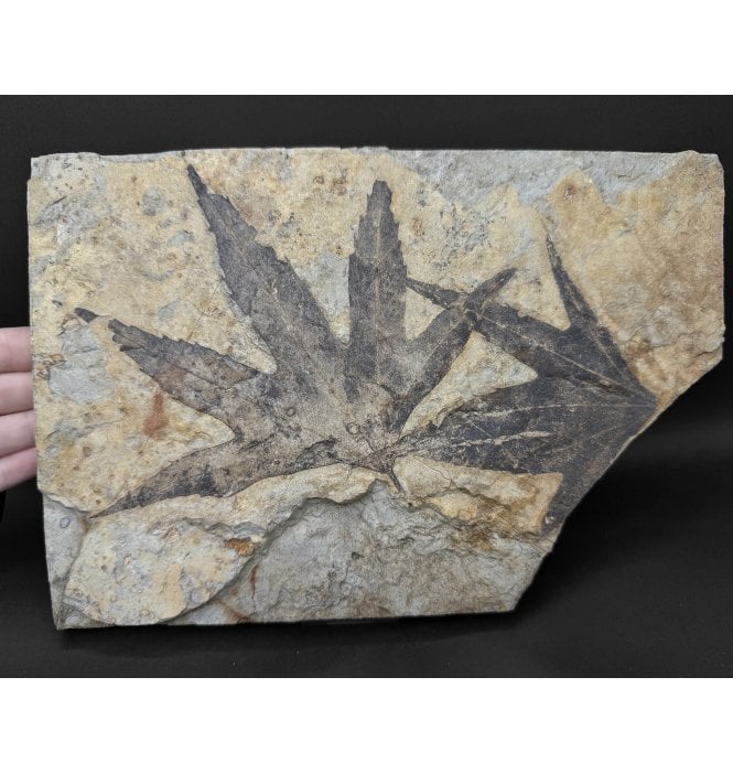 Eocene Fossil Sycamore Leaf from Wyoming, USA (SKU OF4469):- Platanus wyomingensis