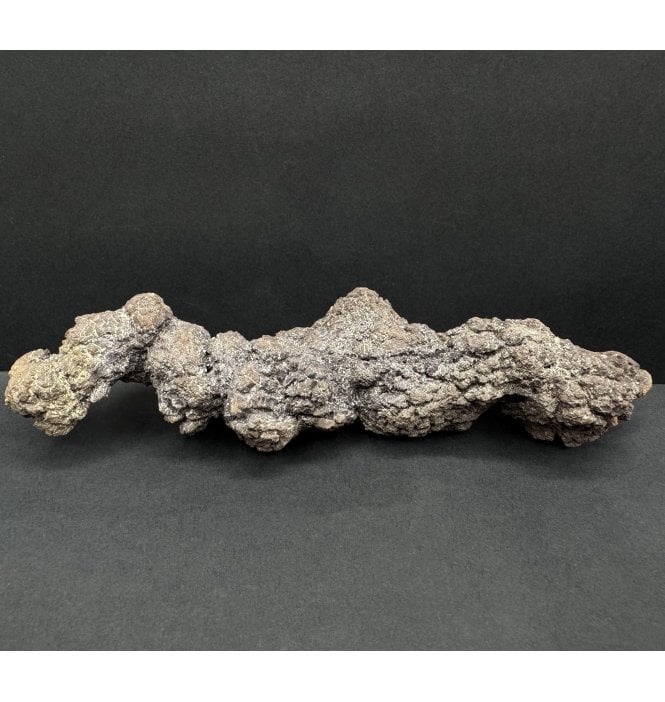 Eocene Fossil Turtle Poo (Coprolite) from Madagascar (SKU V8404)