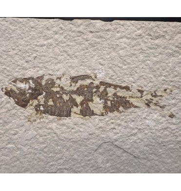 Eocene Period Fossil Fish from Wyoming, USA (SKU V7777):- Knightia eocaena