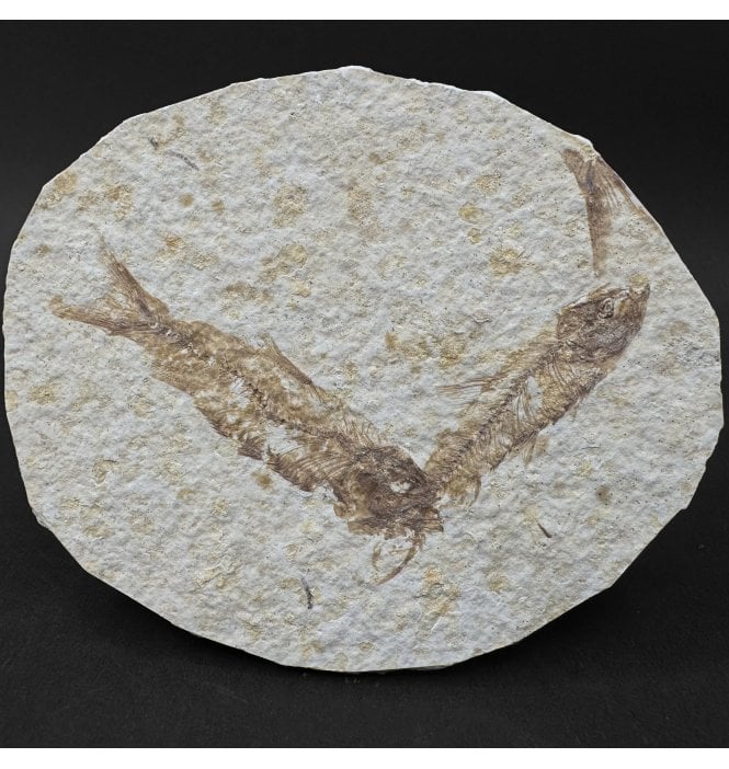 Eocene Period Fossil Fish from Wyoming, USA (SKU V9101):- Knightia eocaena