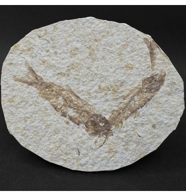 Eocene Period Fossil Fish from Wyoming, USA (SKU V9101):- Knightia eocaena
