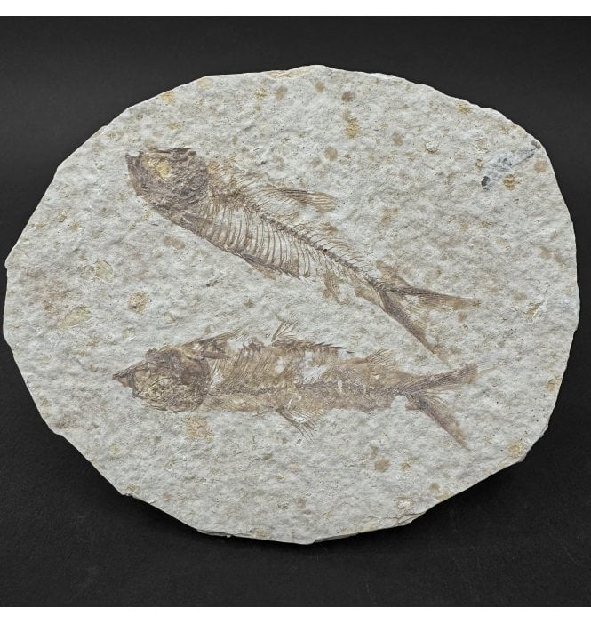 Eocene Period Fossil Fish from Wyoming, USA (SKU V9102):- Knightia eocaena