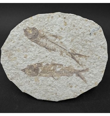 Eocene Period Fossil Fish from Wyoming, USA (SKU V9102):- Knightia eocaena
