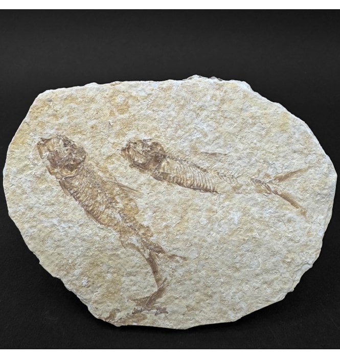 Eocene Period Fossil Fish from Wyoming, USA (SKU V9103):- Knightia eocaena