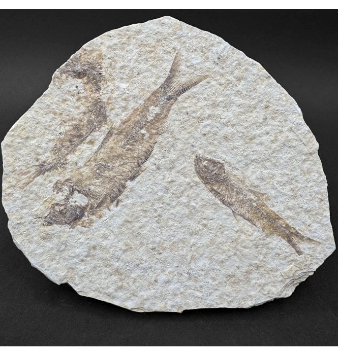 Eocene Period Fossil Fish from Wyoming, USA (SKU V9104):- Knightia eocaena