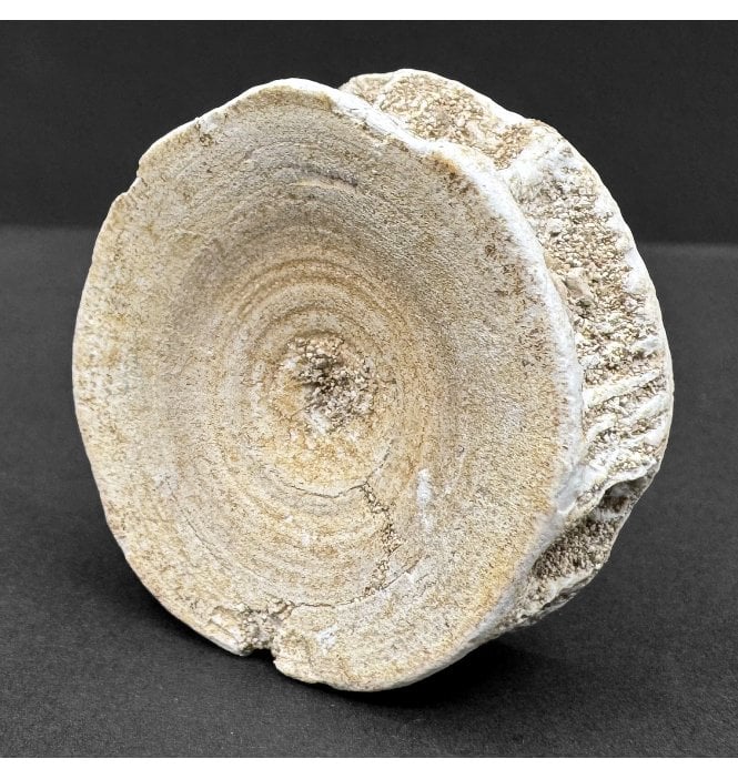 Eocene Shark Vertebra from Morocco (SKU V8097):- Otodus obliquus