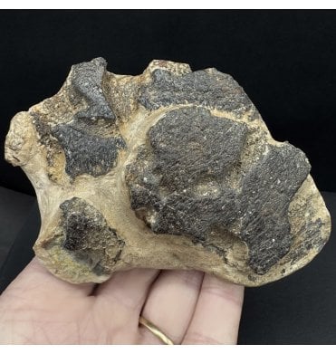 Ex. Fred Coulter Collection Partial Eocene, London Clay, Fossil Turtle Carapace from the Isle of Sheppey, Kent, England (SKU V8311)