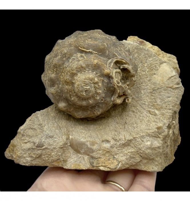 Ex. Hawes Collection, British Bajocian, Middle Jurassic Gastropod from Burton Bradstock, Dorset, England (SKU OF2723):- Pleurotomaria cf. tuberculata