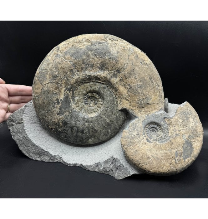 Ex. Hawes Collection Middle Jurassic Ammonite Cluster from Isle of Skye, Scotland (SKU A3813):- Ludwigia murcisonae