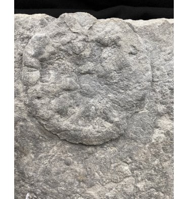 Ex. RDAS Collection Large Rare Ediacaran Early Life Fossil from the Ediacaran Biota of the White Sea, Russia, 600 Million Years Old (SKU OF1436):- Eoporpita medusa