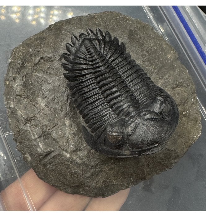‘Flying Prep’ Lower Devonian Trilobite from Djebel Oufaten Morocco (SKU T1591):- Hollardops mesocristata