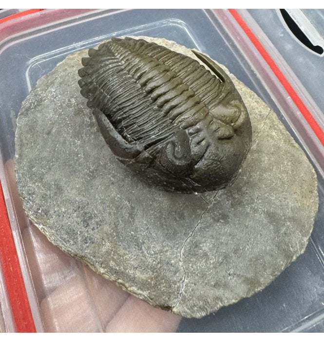 ‘Flying Prep’ Lower Devonian Trilobite from Djebel Oufaten Morocco (SKU T1592):- Hollardops mesocristata
