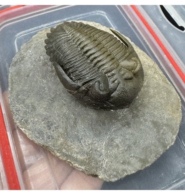 ‘Flying Prep’ Lower Devonian Trilobite from Djebel Oufaten Morocco (SKU T1592):- Hollardops mesocristata