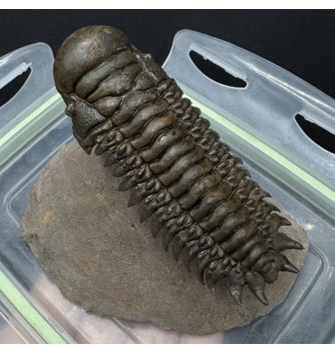 ‘Flying Prep’ Middle Devonian Trilobite from Atchana, Morocco (SKU T1593):- Cheirurus (Crotalocephalina) gibbus