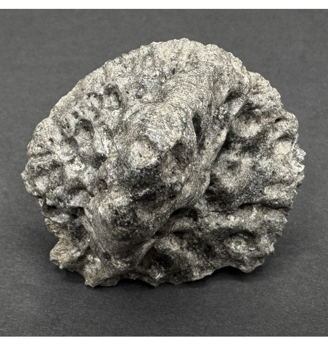 Fossil Alligator Dermal Scute from the Pleistocene of Florida, USA (SKU V8133):- Alligator mississippiensis